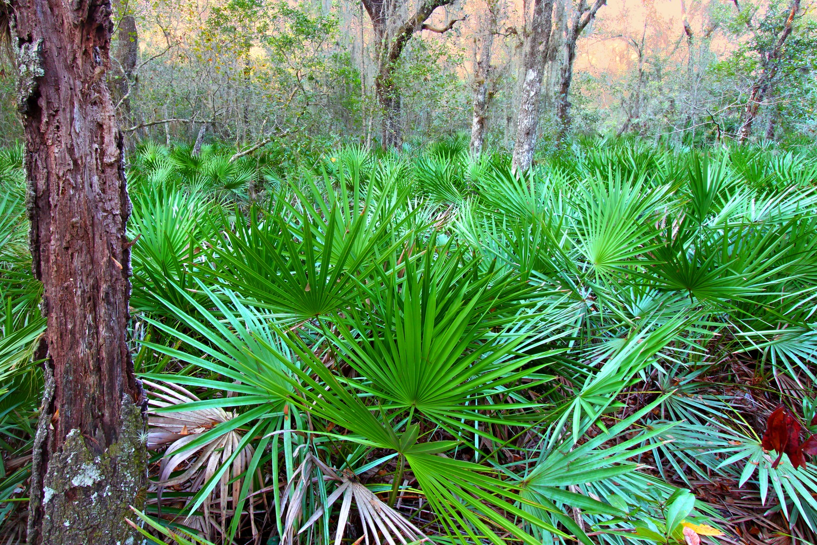 Explore The Fascinating World Of Native Florida Plants    32 2048x1070 0 