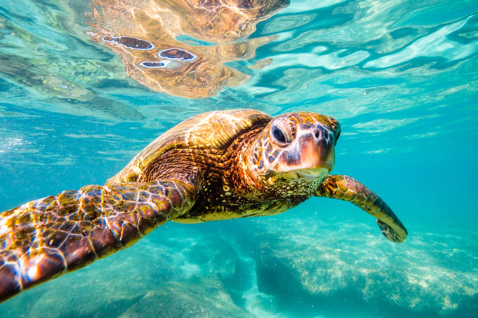 Daytona Beach Things to Do Get to Know Sea Turtle Season!