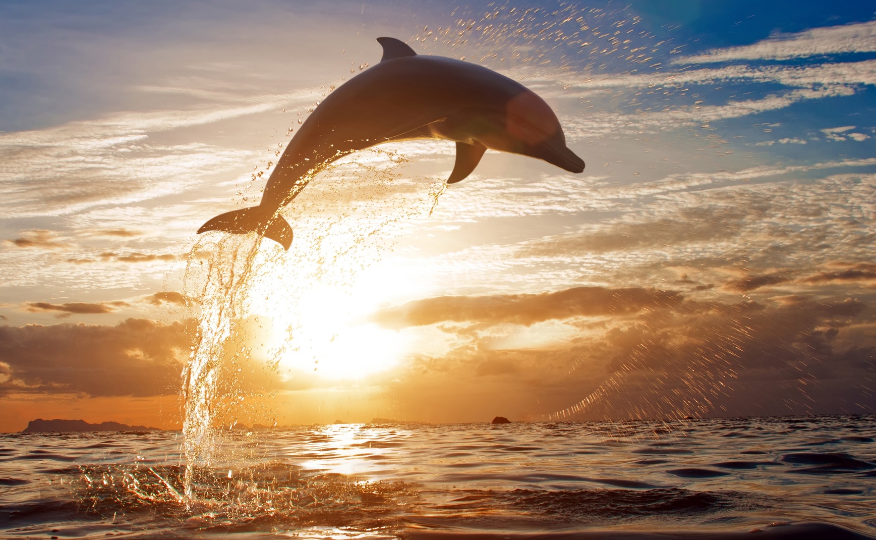 It's Flipper! Most Common Dolphins You'll Spot in Florida